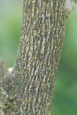 Liquidambar styracifula 'Silver King' - ambroň západní - kůra